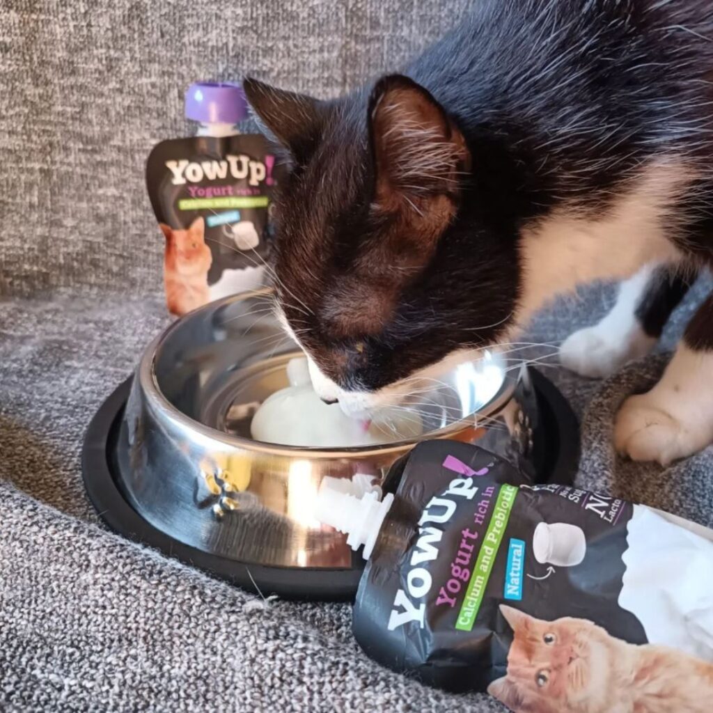 yogur prebiotics gato