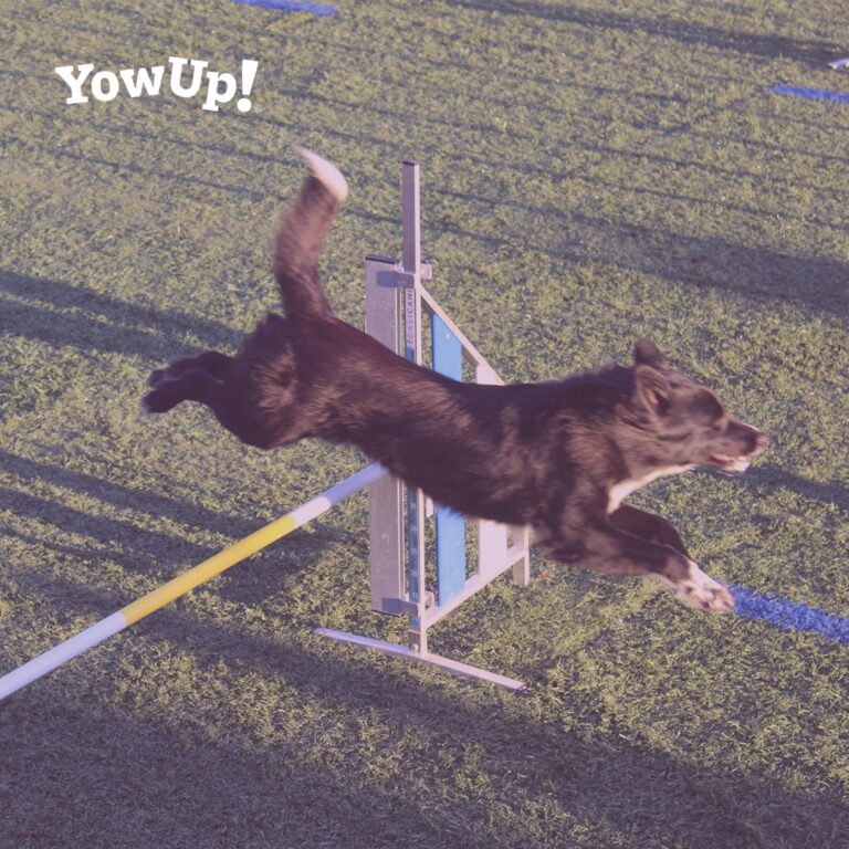 deporte canino agility