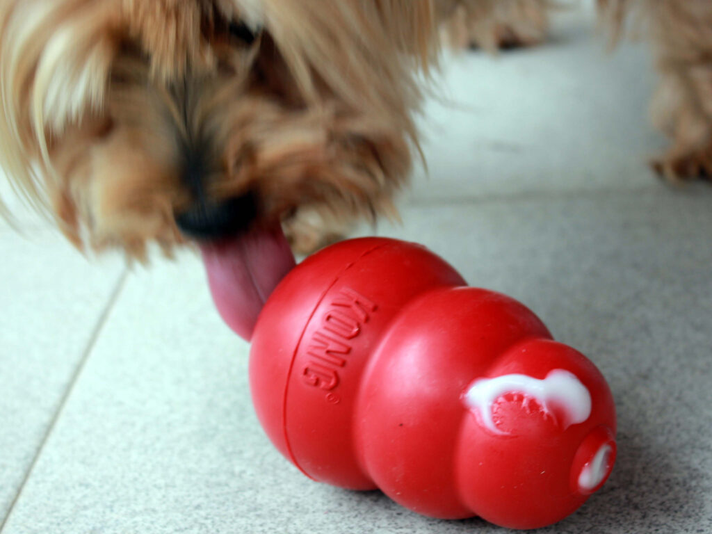 Kong yogur yowup perro