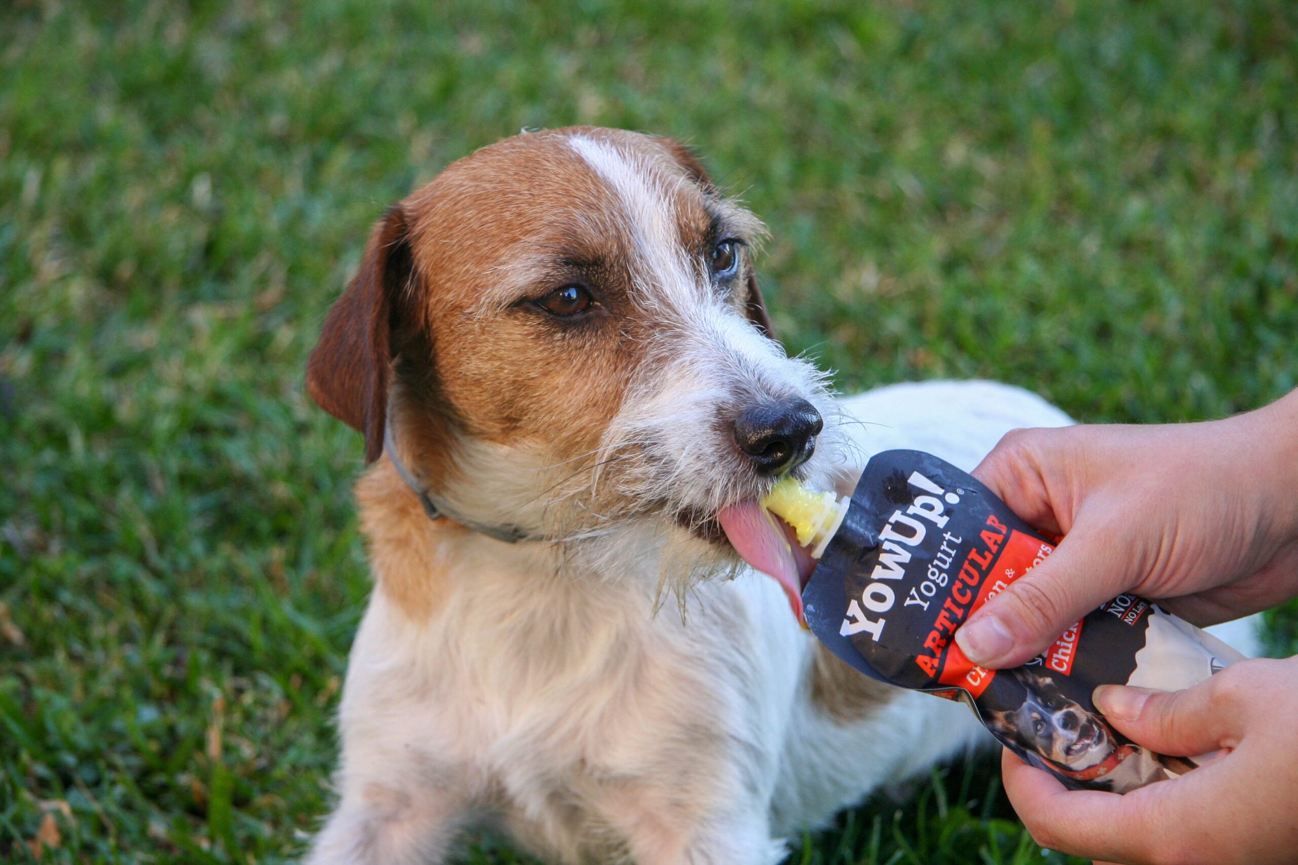 why-is-it-good-to-give-yogurt-to-dogs-in-their-diet