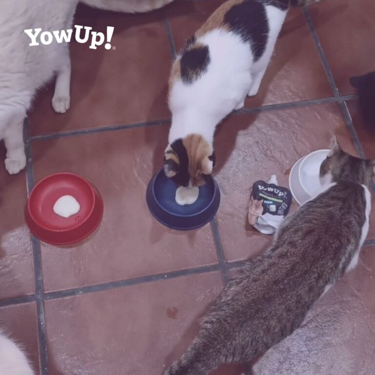 donacion yogur gatos yowup